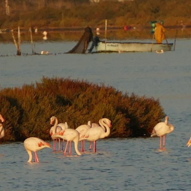 flamants-dans-etang.jpg