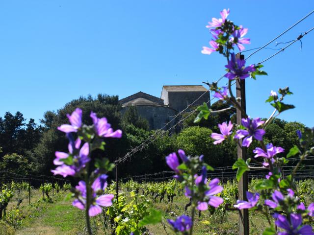 maguelone62019florianhegoburuotpalavas-scaled.jpg