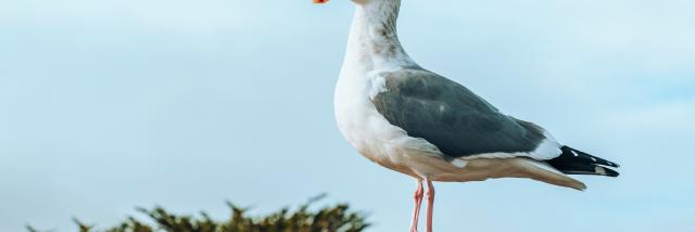 Seagull