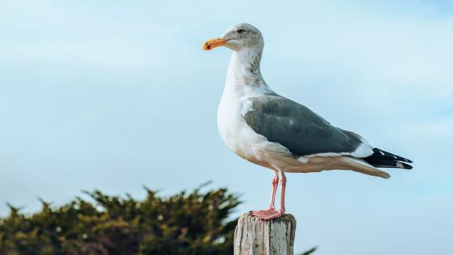 Seagull