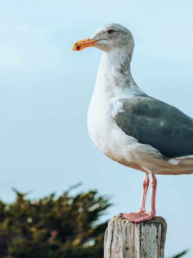 Seagull