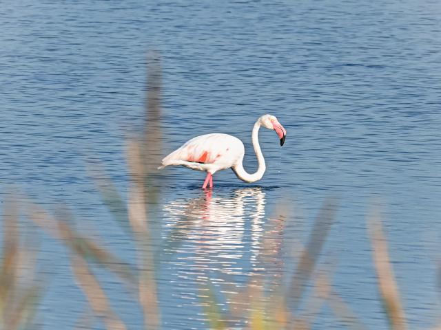 Flamants roses dans les étangs à Palavas-les-Flots