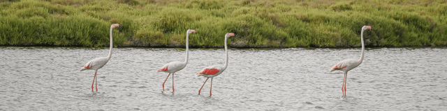 Flamants Roses Dans Les étangs Juillet 2022 Ot Palavas Les Flots Lea G (6) Retouche Min