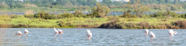 Flamants roses dans les étangs de Palavas-les-Flots