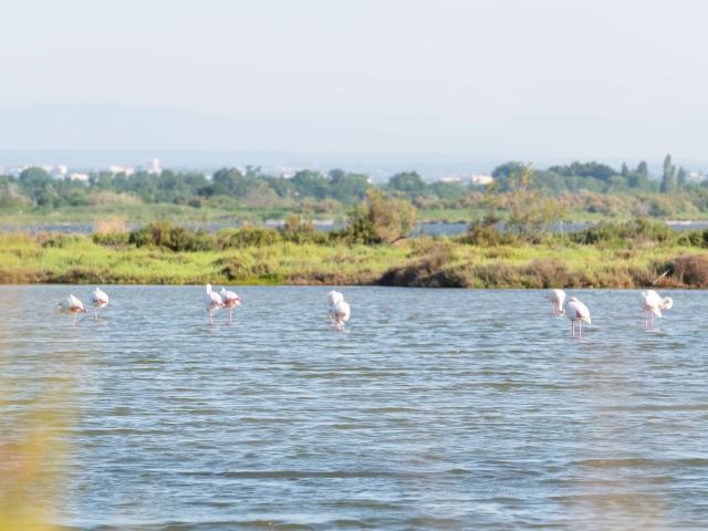 Flamants roses dans les étangs de Palavas-les-Flots