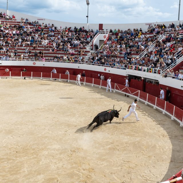 Féria de la Mer : course de taureaux dans les Arènes de Palavas-les-Flots