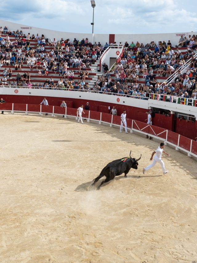 Féria de la Mer : course de taureaux dans les Arènes de Palavas-les-Flots