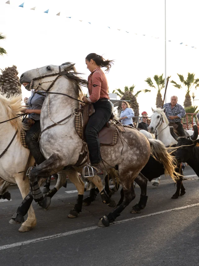 Les évènements incontournables de Palavas, abrivado à côté des Arènes : Palavas-les-Flots