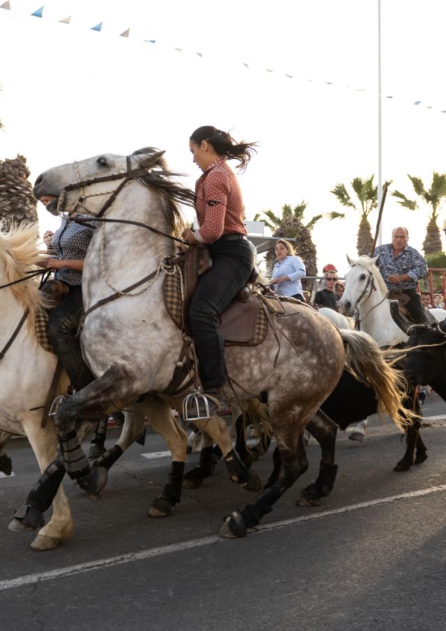 Les évènements incontournables de Palavas, abrivado à côté des Arènes : Palavas-les-Flots