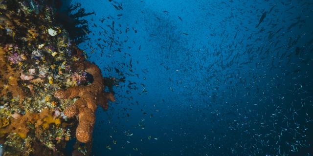 Underwater and tropical seascape