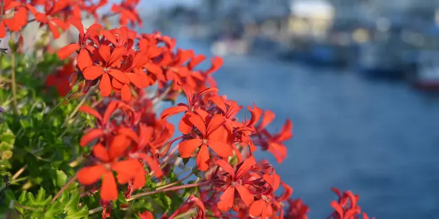 printemps à palavas les flots