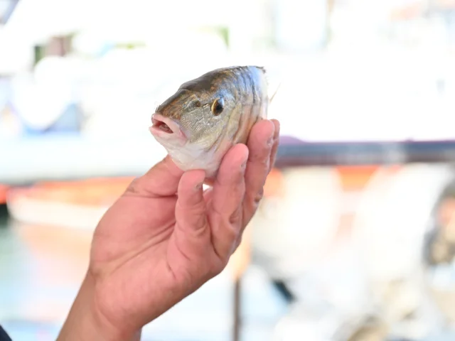 Retour de pêche à Palavas-les-Flots 2024