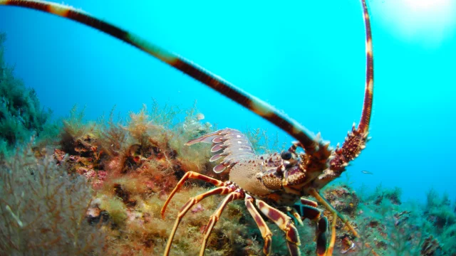 Reserve Marine @association Gestion Reserve Marine De La Cote Palavasienne 4