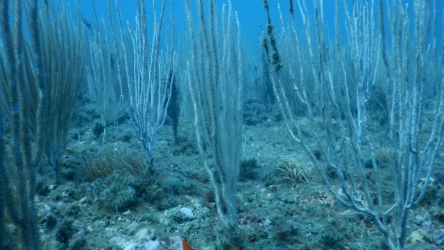 Reserve Marine @association Gestion Reserve Marine De La Cote Palavasienne 5