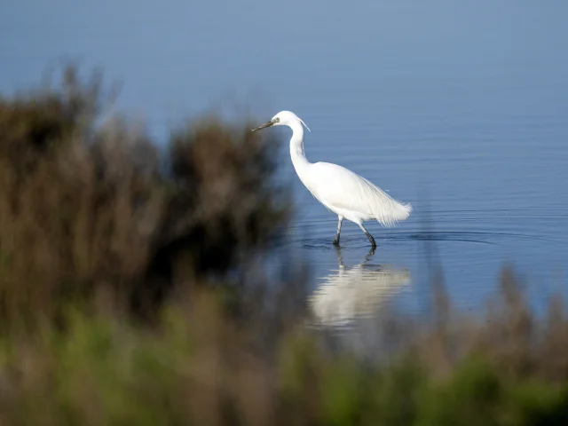 Aigrette et étang à Palavas-les-Flots